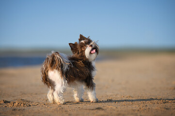 small biro york dog posing on the beach