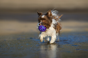 small dog fetching a toy ball from water on the beach - Powered by Adobe