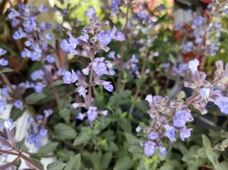 Nepeta x faassenii 'Purrsian Blue'