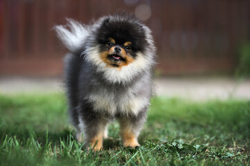 happy black and tan pomeranian spitz puppy standing outdoors in grass