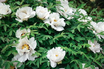 Blooming white tree peonies in a botanical garden, close up.