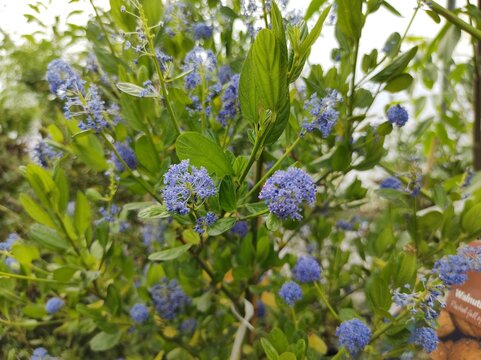 Ceanothus thyrsiflorus 'Skylark'