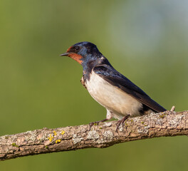 Barn swallow, hirundo rustica. At dawn, a bird sits on a beautiful branch
