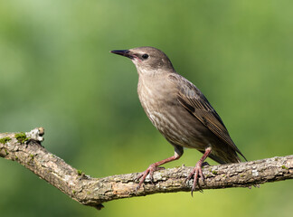 Obraz premium Common starling, Sturnus vulgaris. A young bird sits on a beautiful branch on a blurry background