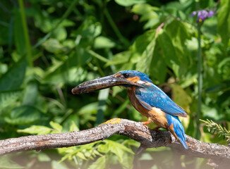 Сommon kingfisher, Alcedo atthis. The male bird sits on a branch with a fish in his beak