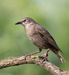 Common starling, Sturnus vulgaris. A young bird sits on a beautiful branch on a blurry background
