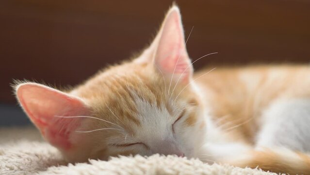 Cute red kitten sleeping in domestic pet bed. Ginger little cat resting close up