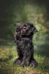 Portrait of cute miniature schnauzer at the park.