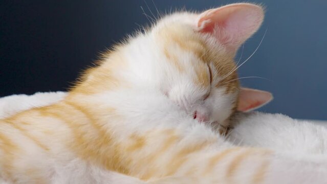 Stretching sleeping ginger kitten. Cute little resting red cat close up