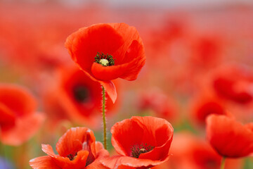 Fototapeta premium Red poppies in a poppies field. Remembrance or armistice day.