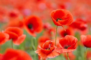 Obraz premium Red poppies in a poppies field. Remembrance or armistice day.