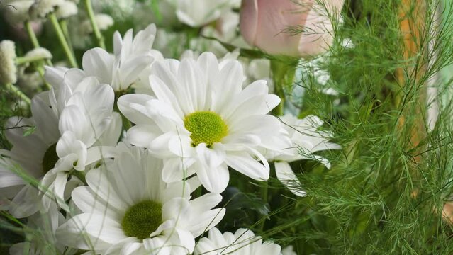Bouquet of beautiful white daisies in the room by the window. Marguerite petals close up. Argyranthemum frutescens