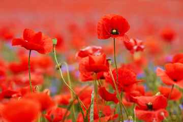 Obraz premium Red poppies in a poppies field. Remembrance or armistice day.