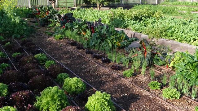A well-organised vegetable garden bed with water pipe irrigation systems. A variety of different leafy veggies growing outdoor in a fenced area. Concept of country farm living, and healthy eating.  