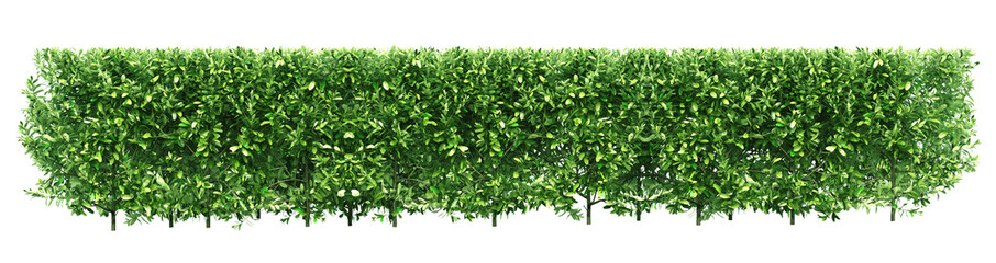 Tropical Flower shrub bush fence tree or garden shrub, tree crown bush foliage. Png transparency