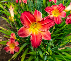 Red Yellow Daylily Flower