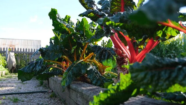 Leafy Rainbow Swiss chard mangold silverbeet in garden bed, swaying in the wind. Concept of growing your own organic food, country living, healthy eating, and backyard vegetable patch.