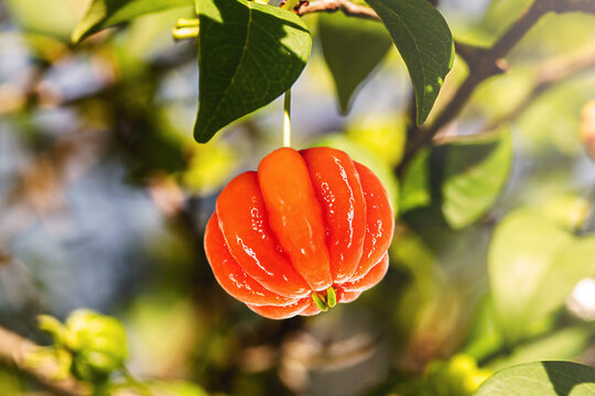 pitanga, fruit of pitangueira, dicotyledonous of the myrtaceae family. Exotic fruit, in the form of globular and fleshy balls, rich in vitamin C, Brazilian cherry