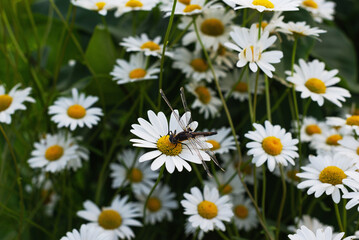 Dragonfly perched on white daisy flower in Summer