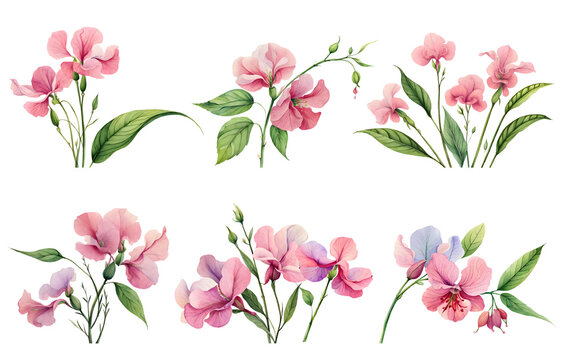 Watercolor sweet pea set. Generative Ai