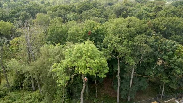 Arborist cutting down tree with petrol chainsaw