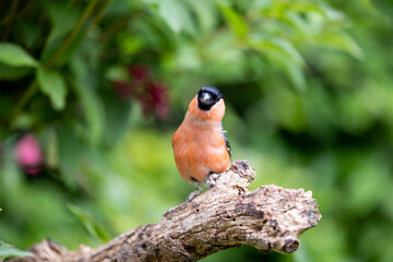Image of Adult male Eurasian Bullfinch (Pyrrhula pyrrhula) perched on a branch in springtime with a natural green foliage background - Yorkshire, UK in June printed on Printed Glass Basin Splashbacks