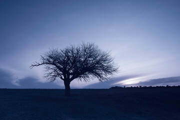 Calden tree in the Pampas Plain, La Pampa Province, Patagonia, Argentina.