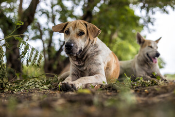 Low view, white-brown Thai dog lying and staring hungry.