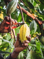 Close-up hands of a cocoa farmer use pruning shears to cut the cocoa pods or fruit ripe yellow cacao from the cacao tree. Harvest the agricultural cocoa business produces.