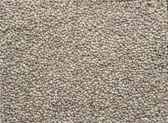 barley rice grains in full screen .  Japanese Mochi Mugi Barley