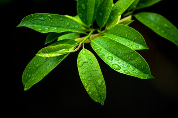 green leaf with water drops