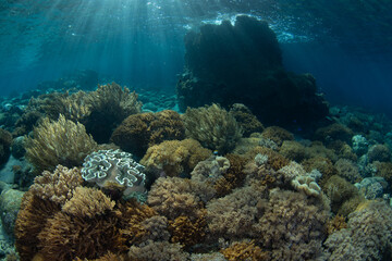Healthy corals thrive on a shallow coral reef near Komodo, Indonesia. This warm, tropical region is home to extraordinary marine biodiversity and is a popular area for scuba diving and snorkeling.