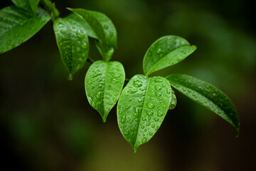 green leaf with drops