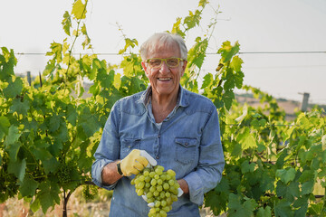 Senior man smiling on camera holding grapes with vineyard in the background