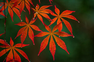 Fototapeta na wymiar red maple leaves