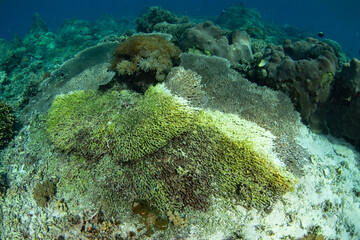 A disease is slowly spreading across a fragile table coral in Indonesia. Diseases are common on reefs worldwide but rarely kill large swaths of coral.