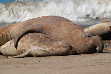 Elephant seal, Patagonia, Argentina