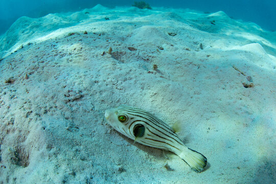 A narrow-lined pufferfish, Arothron manilensis, lies on the sandy seafloor of Komodo National Park, Indonesia. This small puffer is common in seagrass beds and sandy areas near reefs.