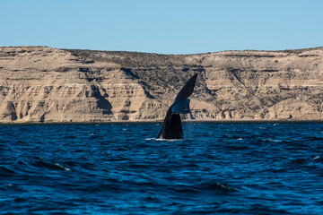 Sohutern right whale  lob tailing, endangered species, Peninsula Valdes, Patagonia,Argentina