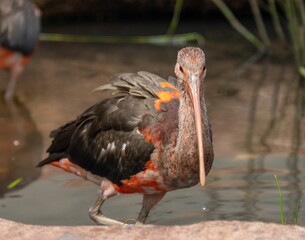 Scarlet ibis in the water