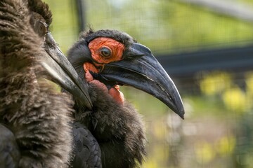 Two southern ground hornbills at the zoo