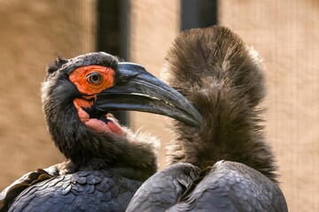 Two southern ground hornbills at the zoo