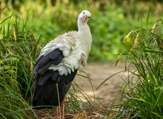 White stork (Ciconia ciconia) preening itself
