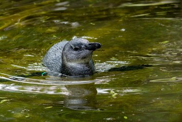 Juvenile African penguin (Spheniscus demersus) swimming in the water