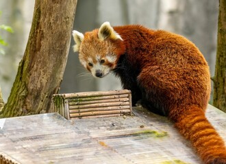 Red panda at the zoo