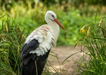 White stork (Ciconia ciconia) in its natural habitat