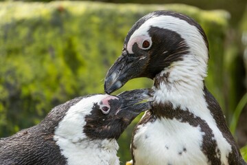 Closeup shot of two African penguins (Spheniscus demersus)