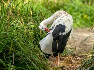 White stork (Ciconia ciconia) preening itself
