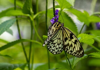 Selective focus shot of a butterfly perched on a flower