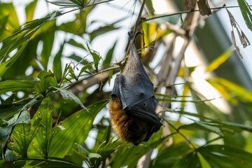Rodrigues fruit bat (Pteropus rodricensis) hanging from a branch